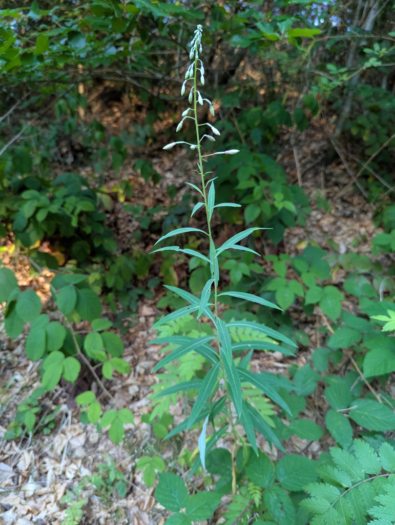 Schmalblättriges Weidenröschen (Epilobium angustifolium) in Weidach Callenberger Forst