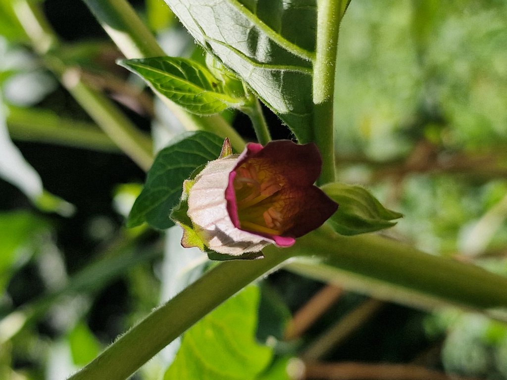 Echte Tollkirsche (Atropa belladonna) Raum Kasendorf, Oberfranken