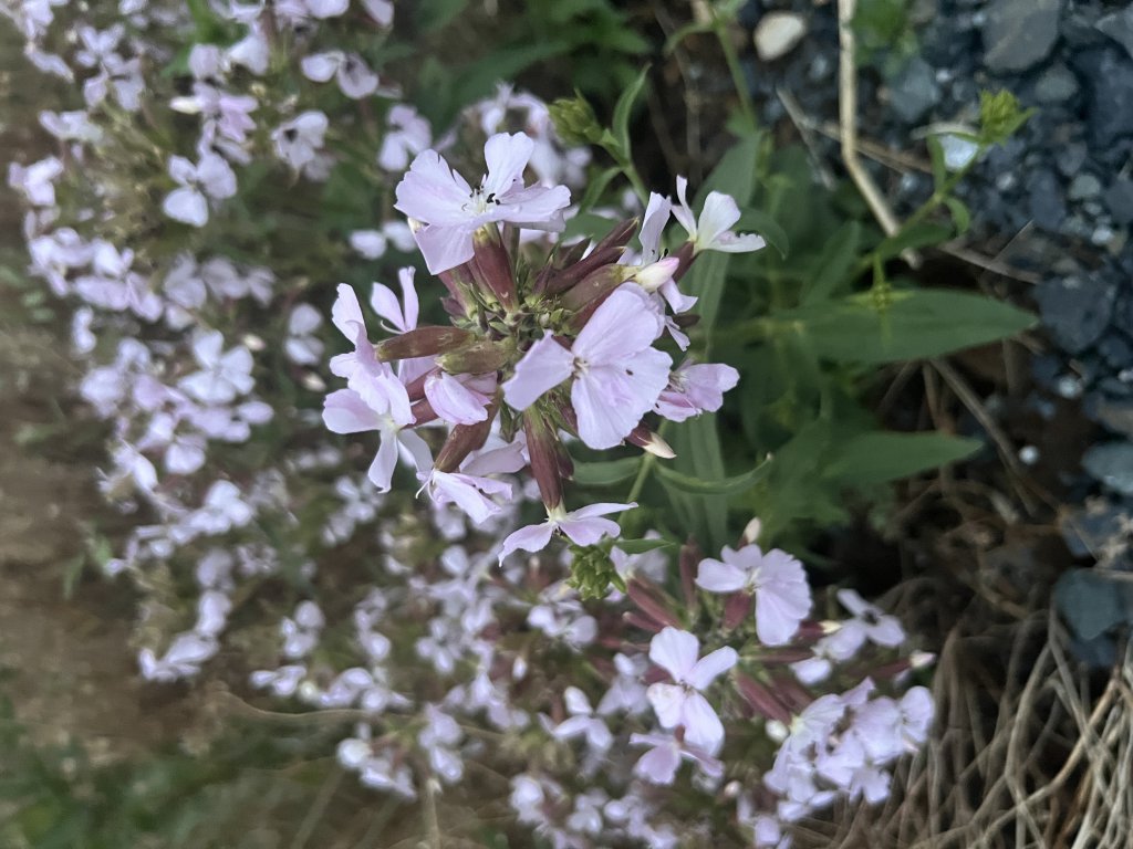 Echtes Seifenkraut (Saponaria officinalis) in Döllnitz