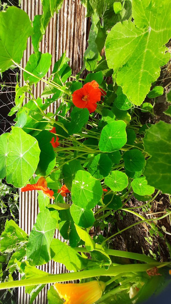 Große Kapuzinerkresse (Tropaeolum majus) Raum Kasendorf, Oberfranken