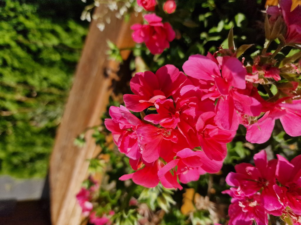 Schildartige Pelargonie