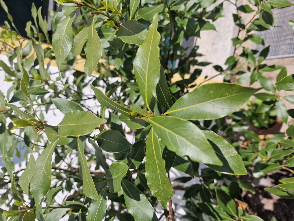 Echter Lorbeer (Laurus nobilis) in Hutschdorf