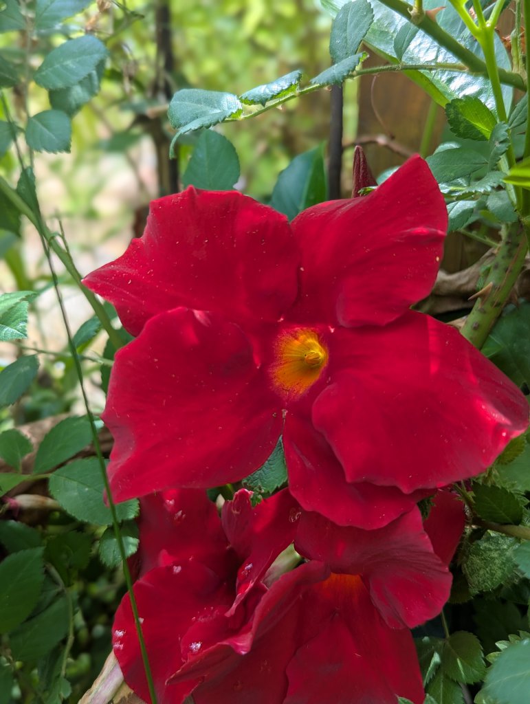 Chilejasmin (Mandevilla laxa) in Weidach