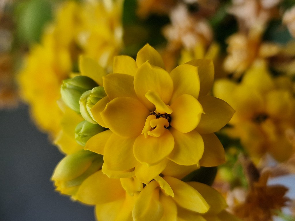 Flammendes Käthchen