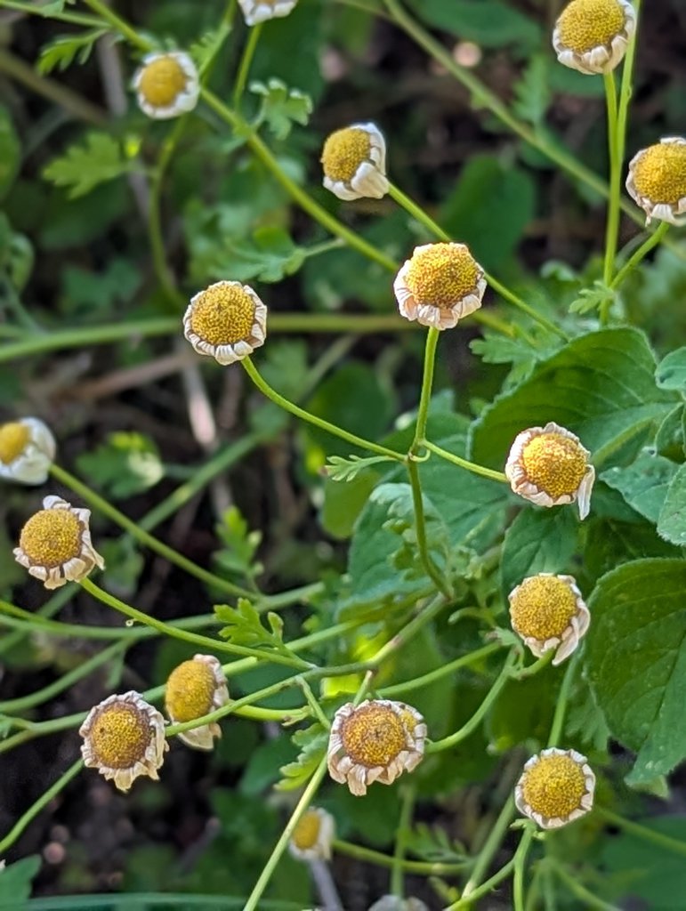 Mutterkraut (Tanacetum parthenium) in Weidach