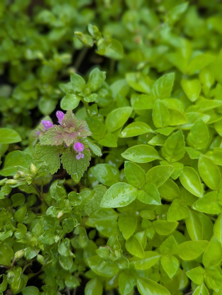 Purpurrote Taubnessel