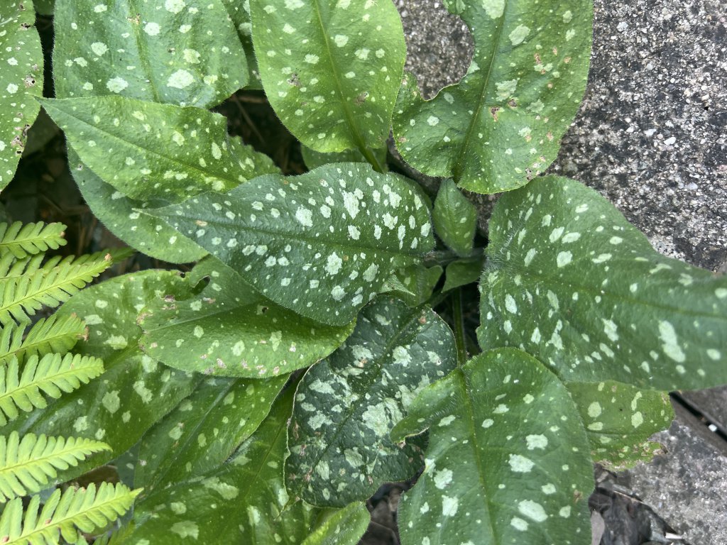 Großfleckiges Lungenkraut