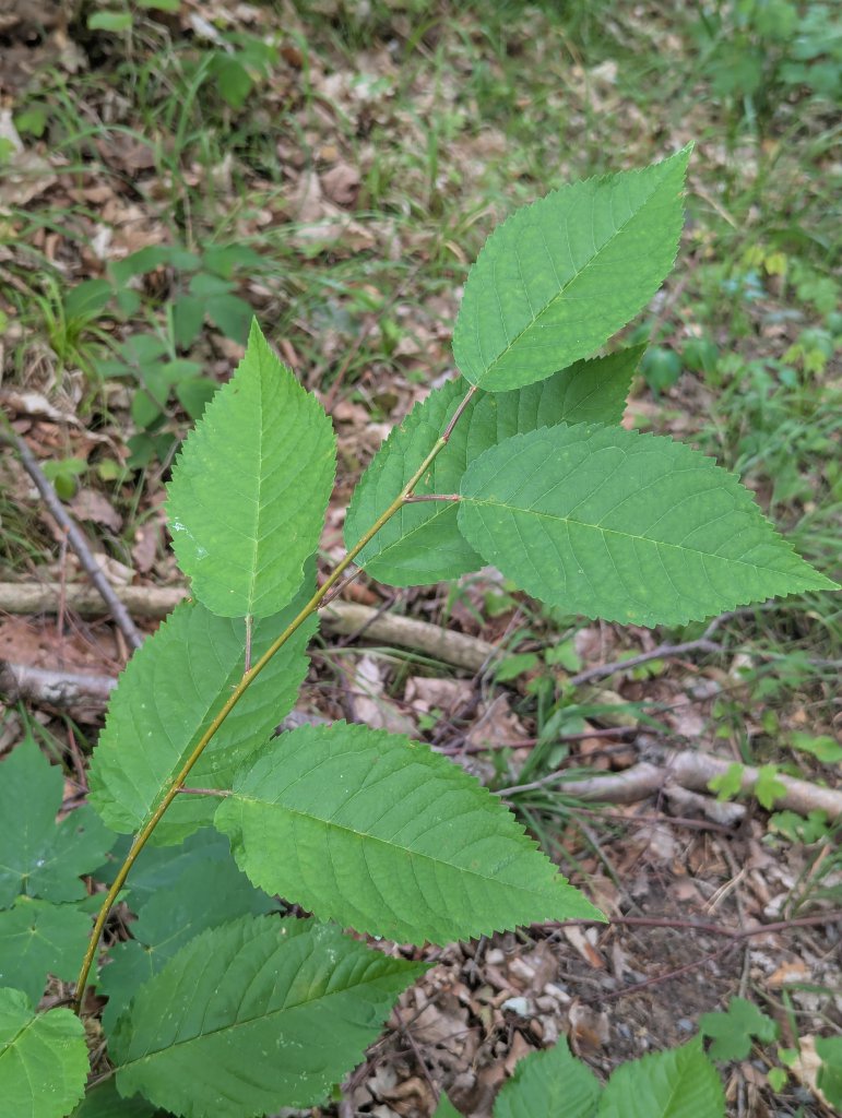 Vogel-Kirsche (Prunus avium) in Weidach Callenberger Forst