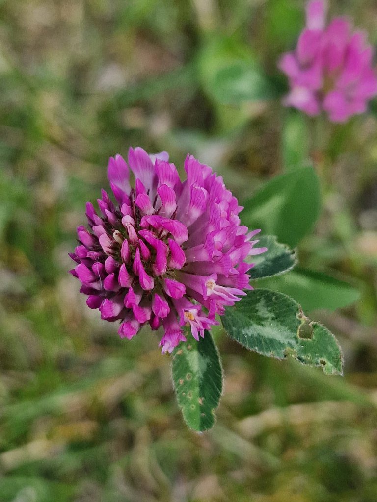 Rot-Klee (Trifolium pratense) nahe Seubersdorf