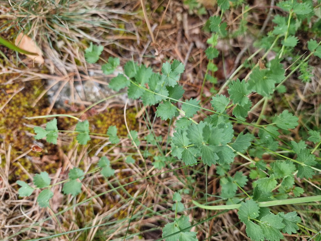 Kleiner Wiesenknopf (Sanguisorba minor) in Seubersdorf