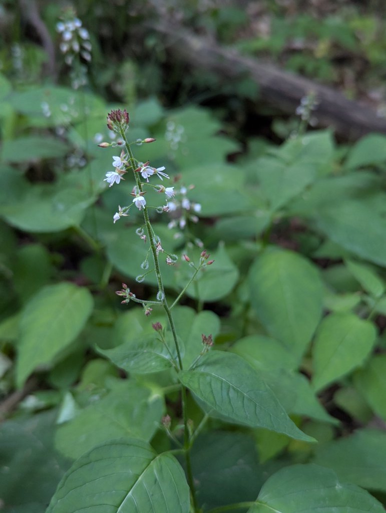 Gemeines Hexenkraut (Circaea lutetiana) in Weidach