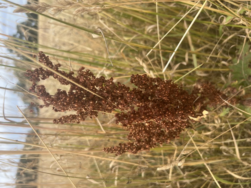 Krauser Ampfer (Rumex crispus) in Döllnitz