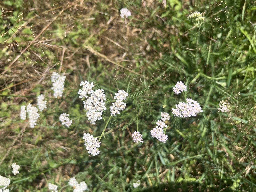 Gewöhnliche Schafgarbe (Achillea millefolium) in Döllnitz