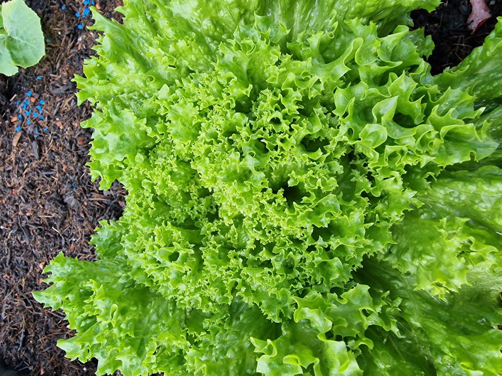 Grüner Salat (Lactuca sativa) nahe Seubersdorf