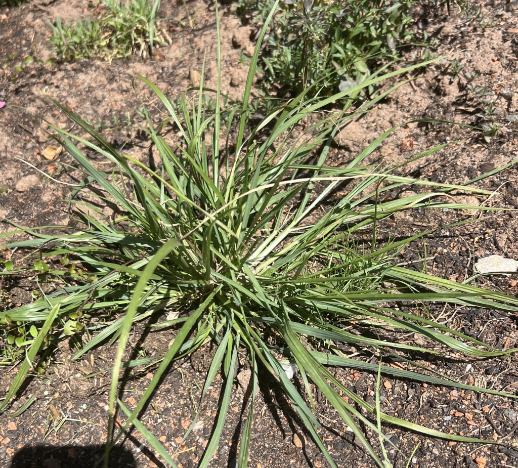 Schwarzes Lampenputzergras