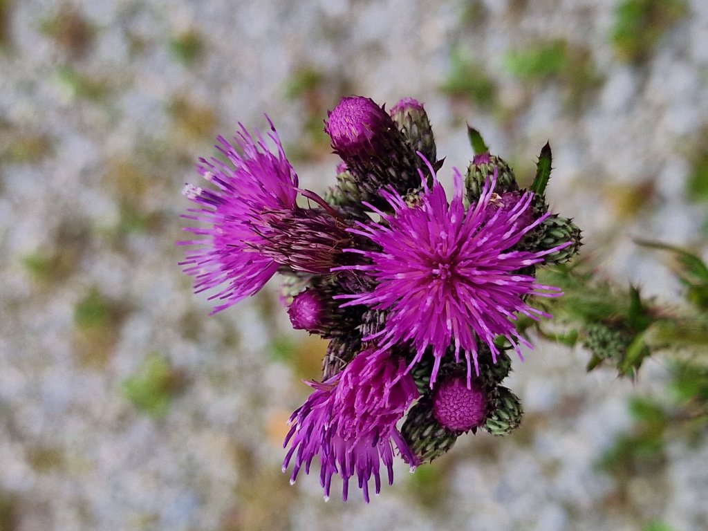 Sumpf-Kratzdistel (Cirsium palustre) Raum Kasendorf, Oberfranken