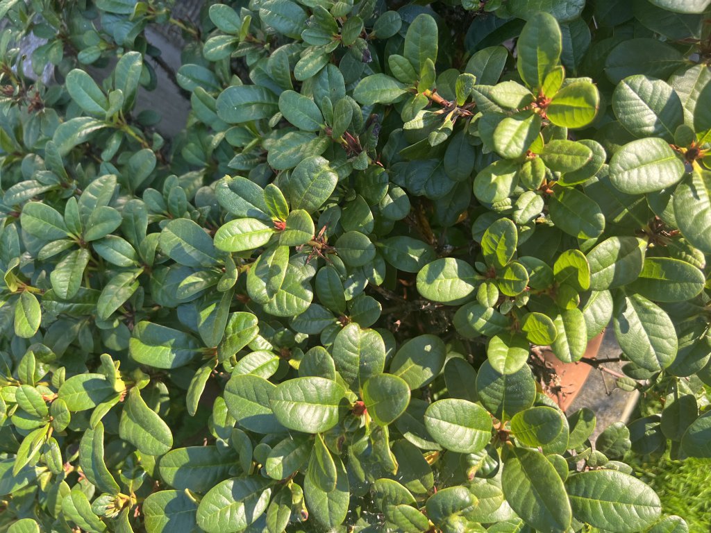 Rostblättrige Alpenrose (Rhododendron ferrugineum) Raum Kasendorf, Oberfranken