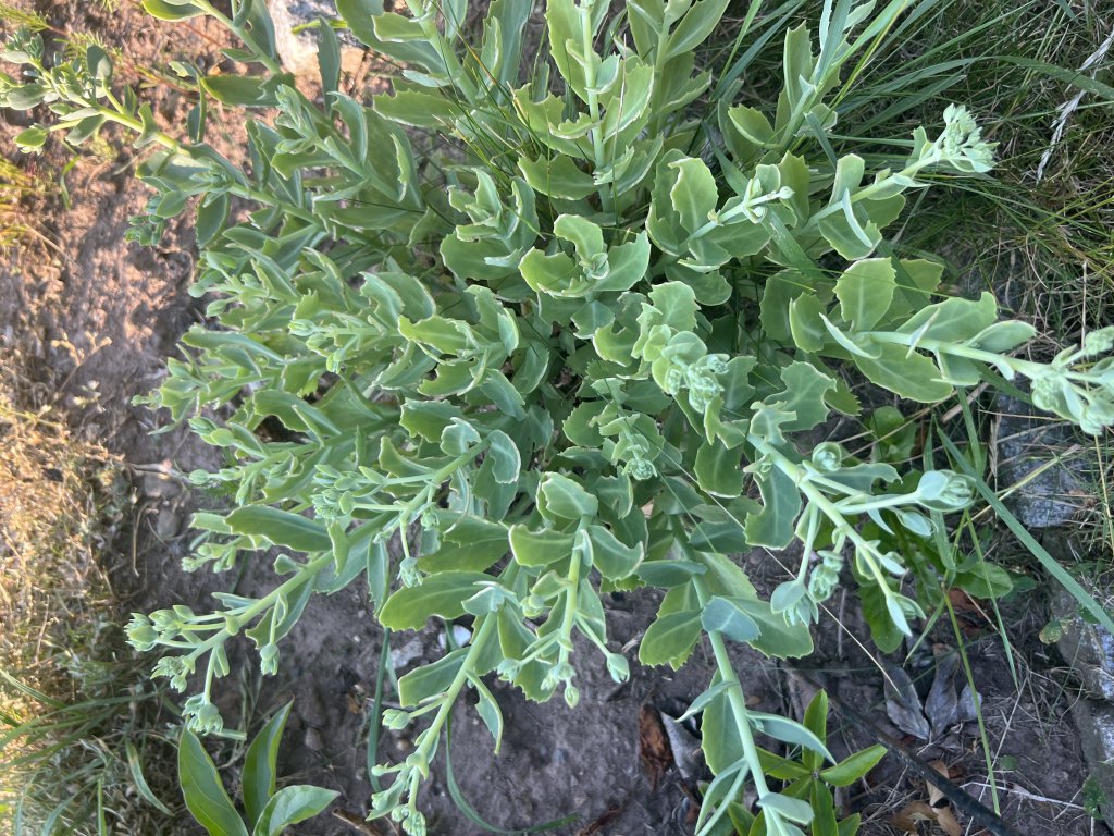 Purpur-Waldfetthenne (Hylotelephium telephium) Raum Kasendorf, Oberfranken