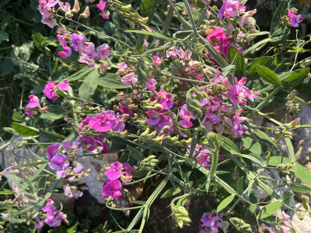Breitblättrige Platterbse (Lathyrus latifolius) Raum Kasendorf, Oberfranken