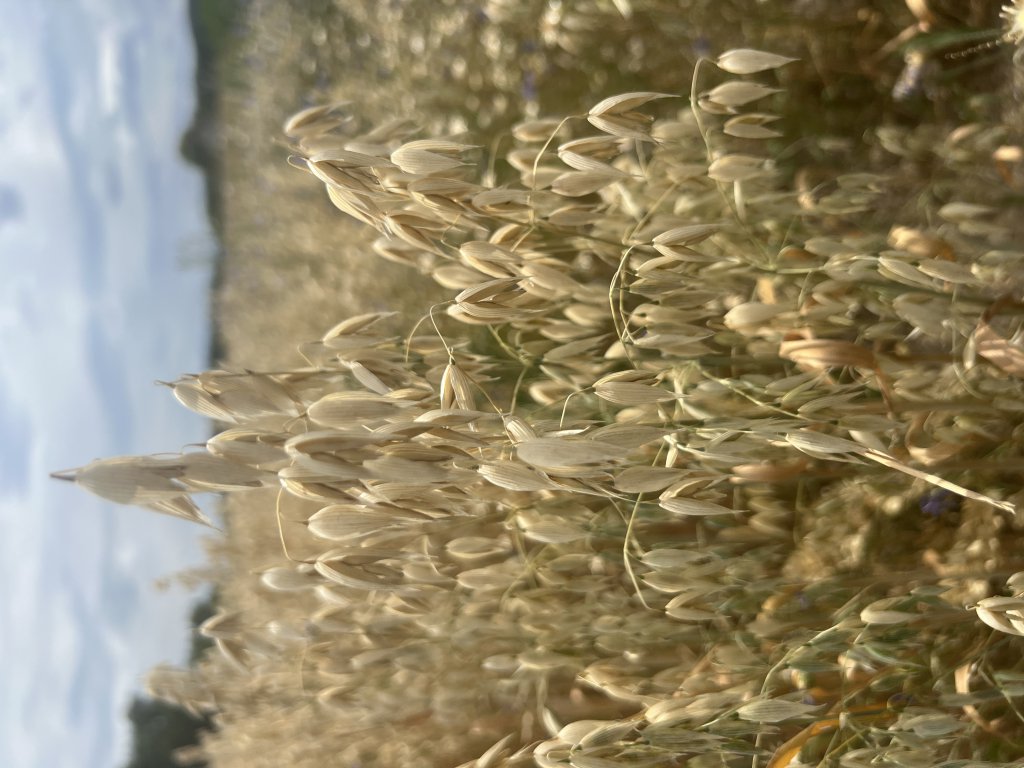 Saat-Hafer (Avena sativa) in Döllnitz