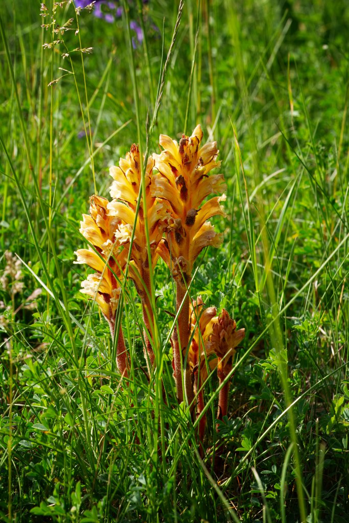Gelbe Sommerwurz (Orobanche lutea) nahe Lopp