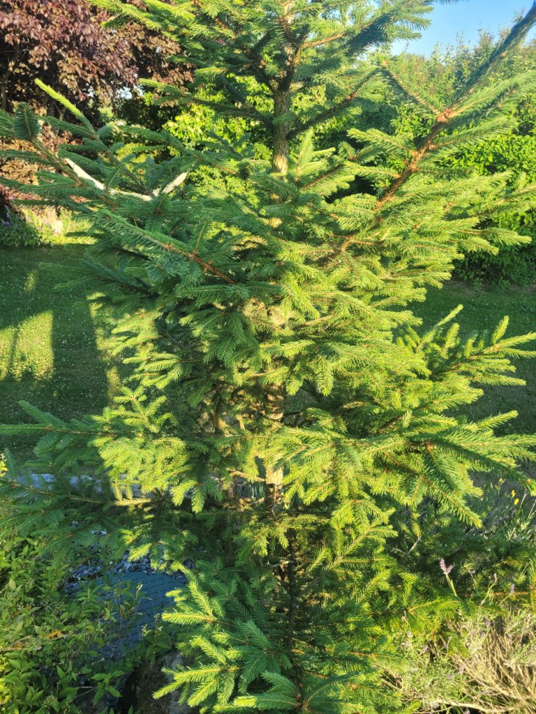 Gemeine Fichte (Picea abies) in Seubersdorf