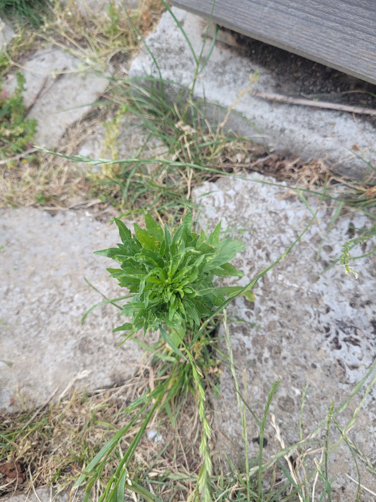 Kanadisches Berufkraut (Erigeron canadensis) in Seubersdorf