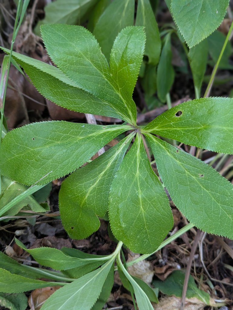 Grüne Nieswurz (Helleborus viridis) Raum Kasendorf, Oberfranken