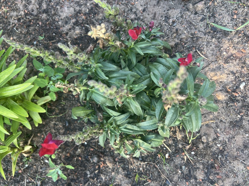 Garten-Löwenmaul (Antirrhinum majus) in Döllnitz