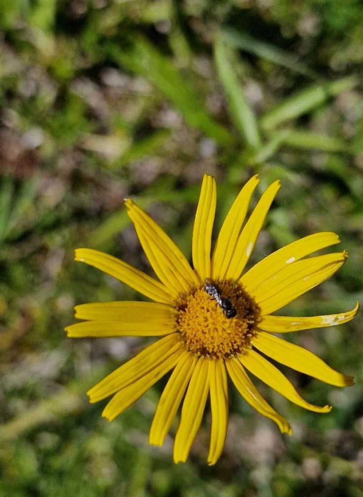 Ochsenauge (Buphthalmum salicifolium) Raum Kasendorf, Oberfranken