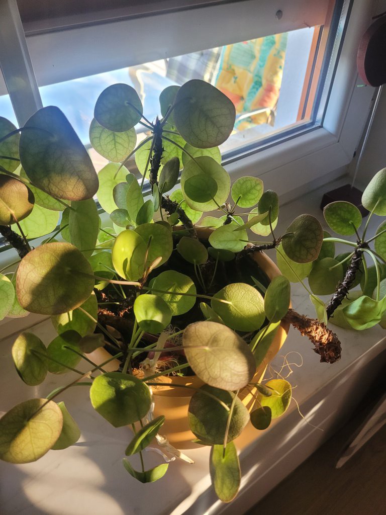 Chinesischer Geldbaum