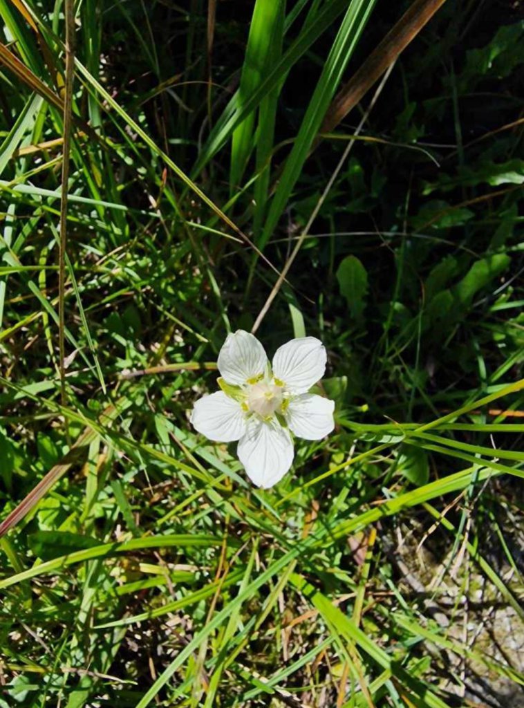 Sumpf-Herzblatt (Parnassia palustris) Raum Kasendorf, Oberfranken