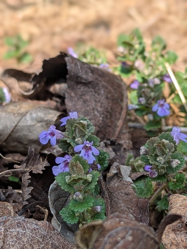 Gundermann (Glechoma hederacea agg.) in Callenberger Str. 8, 96479 Weitramsdorf