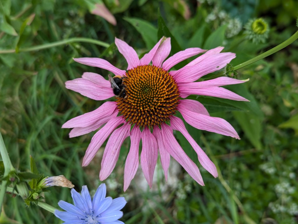 Purpur-Sonnenhut (Echinacea purpurea) in Weidach