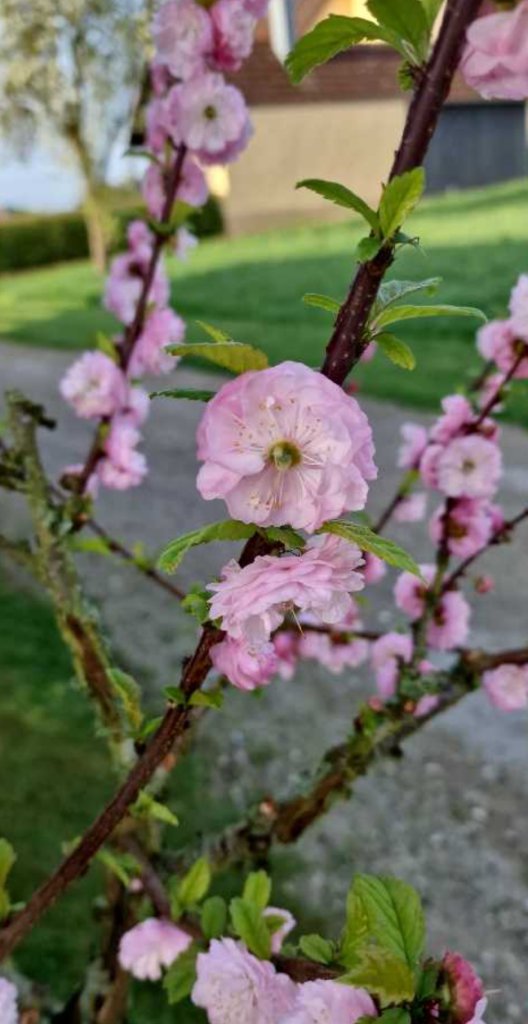 Mandelbäumchen (Prunus triloba) Raum Kasendorf, Oberfranken