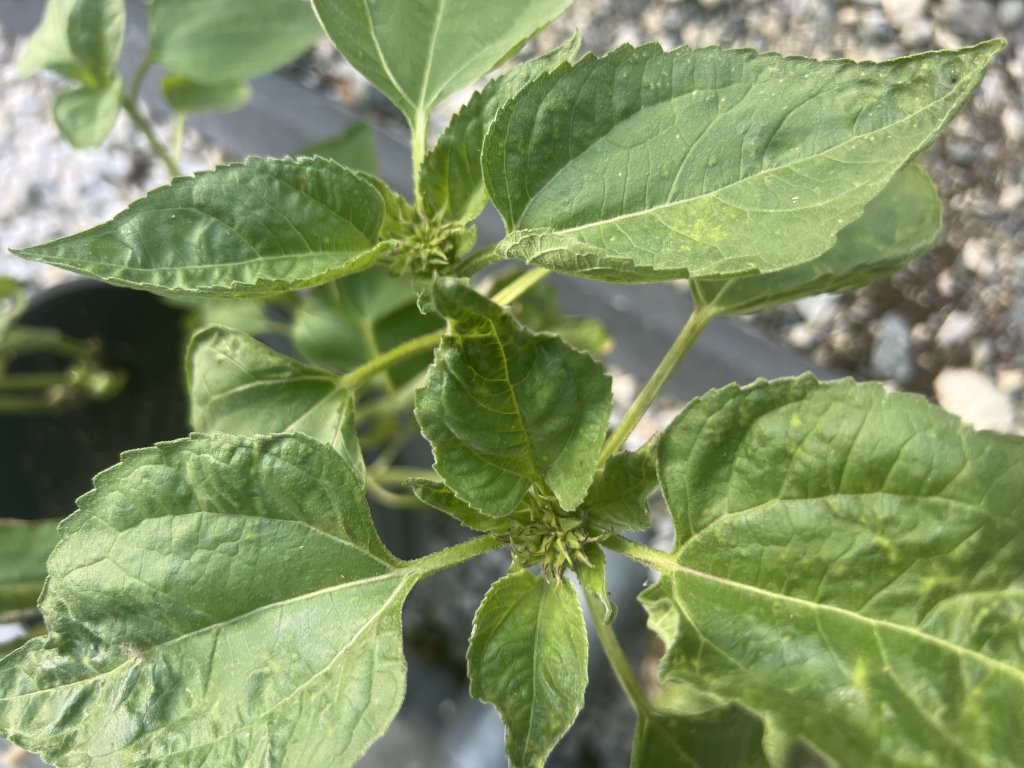 Gewöhnliche Sonnenblume (Helianthus annuus) in Döllnitz