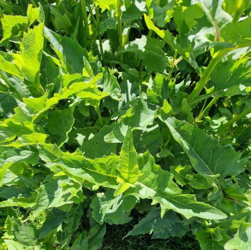 Becherpflanze (Silphium perfoliatum) in Seubersdorf