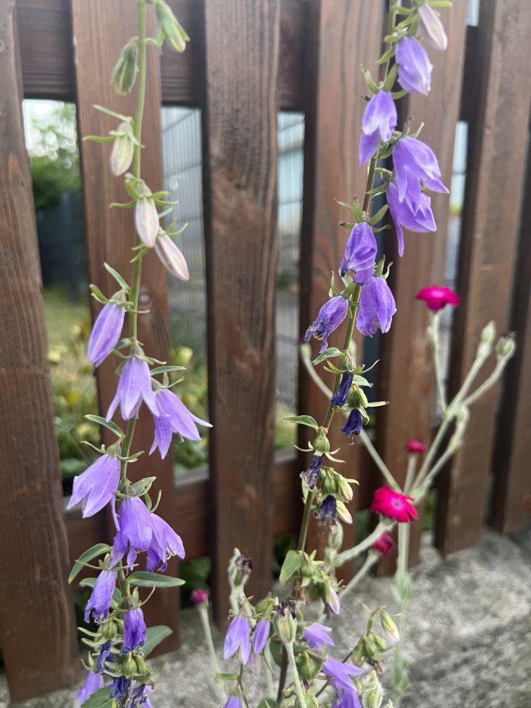 Acker-Glockenblume (Campanula rapunculoides) Raum Kasendorf, Oberfranken