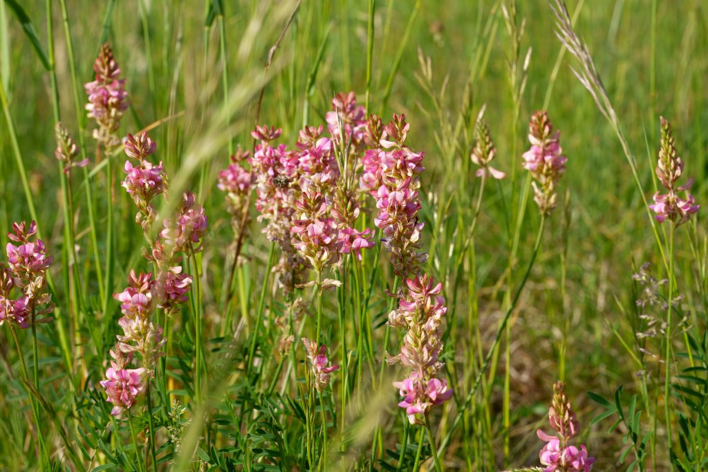 Saat-Esparsette (Onobrychis viciifolia agg.) Raum Kasendorf, Oberfranken
