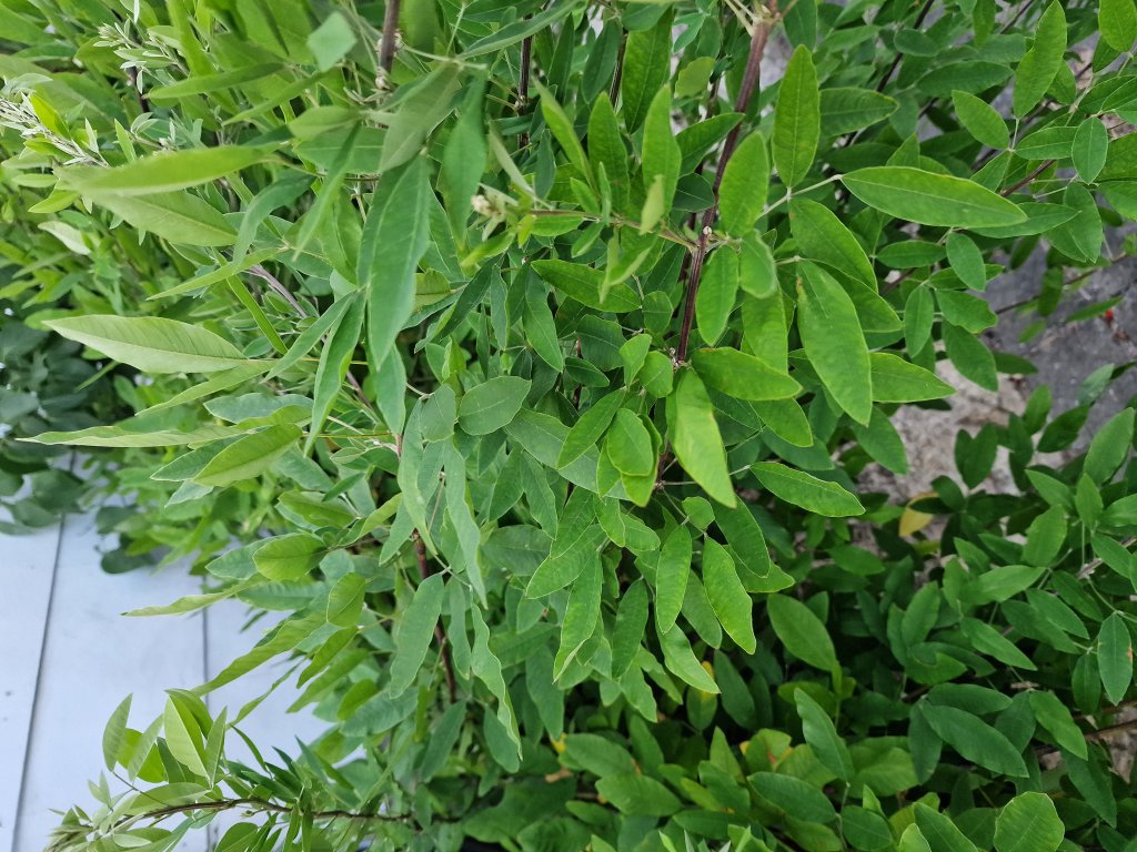Thunbergs Buschklee (Lespedeza thunbergii) in Seubersdorf