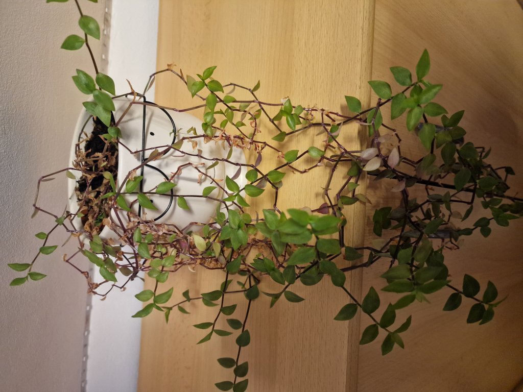 Kriechendes Schönpolster (Callisia repens) in Seubersdorf