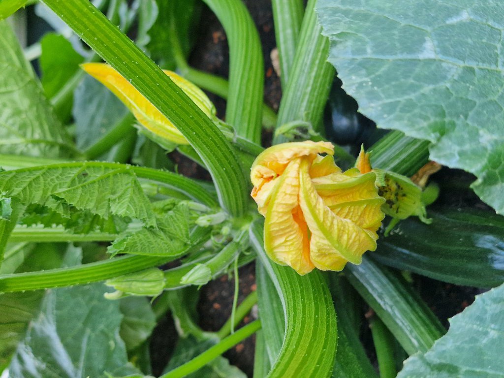 Zucchini (Cucurbita pepo) in Seubersdorf