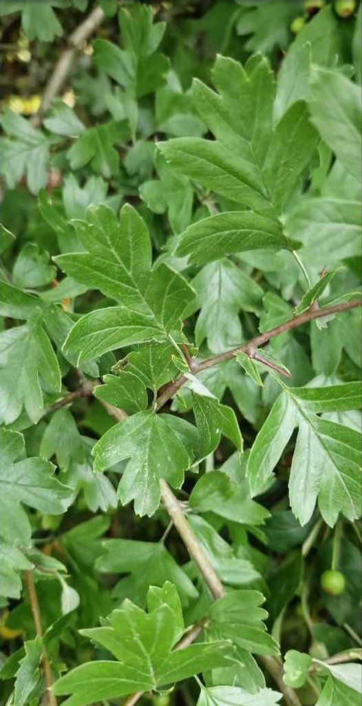 Eingriffeliger Weißdorn