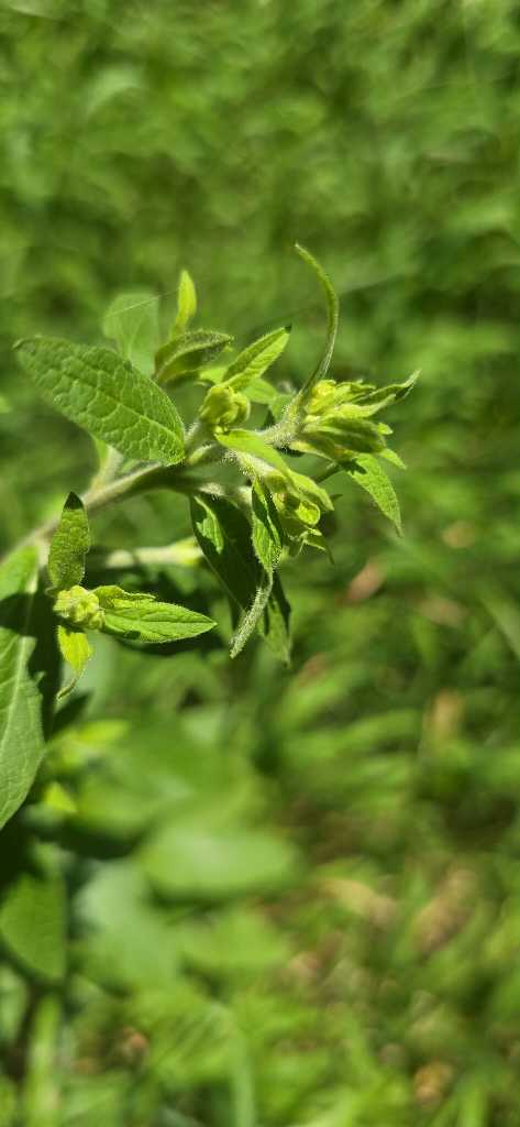 Dürrwurz-Alant (Inula conyzae) nahe Lopp