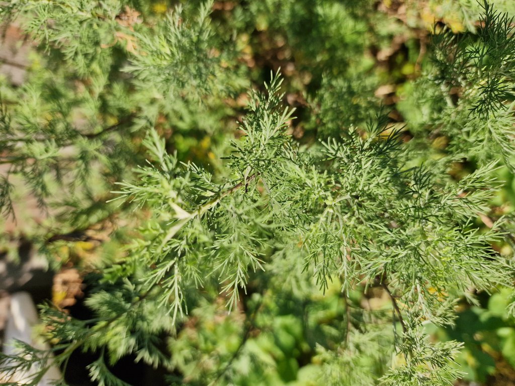 Eberraute (Artemisia abrotanum) in Seubersdorf