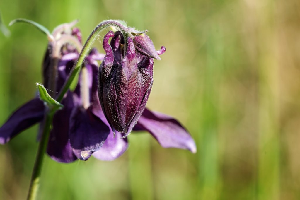 Gewöhnliche Akelei (Aquilegia vulgaris) nahe Lopp
