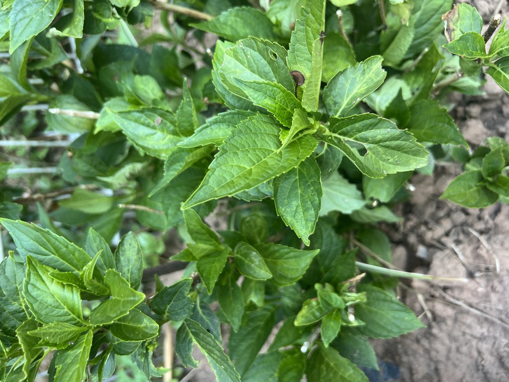 Garten-Hortensie (Hydrangea macrophylla) Raum Kasendorf, Oberfranken