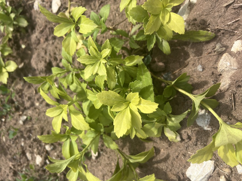 Japanischer Ysander (Pachysandra terminalis) in Döllnitz