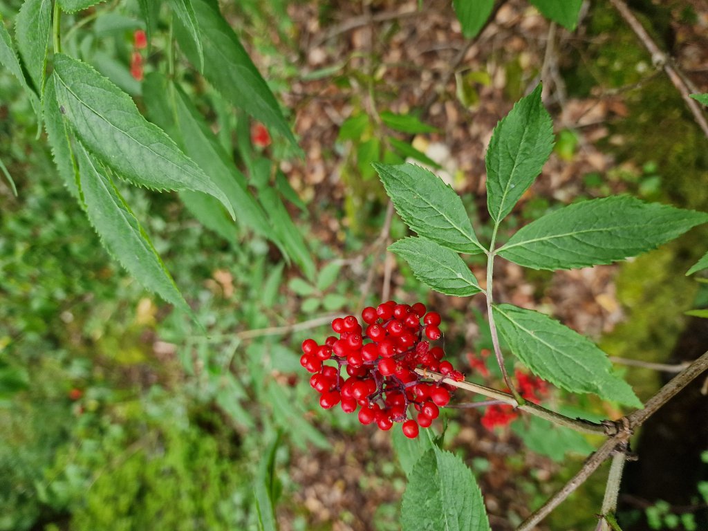 Roter Holunder (Sambucus racemosa) in Seubersdorf