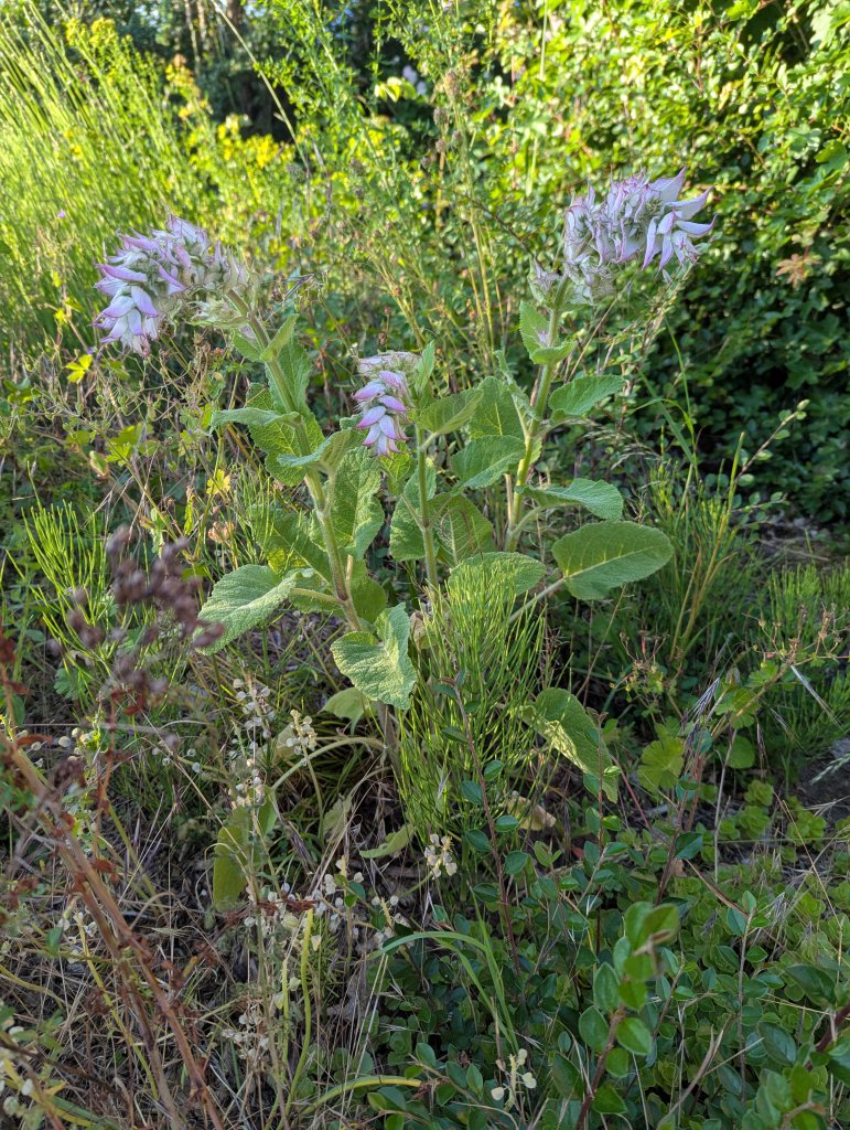 Muskatellersalbei (Salvia sclarea) in Weidach
